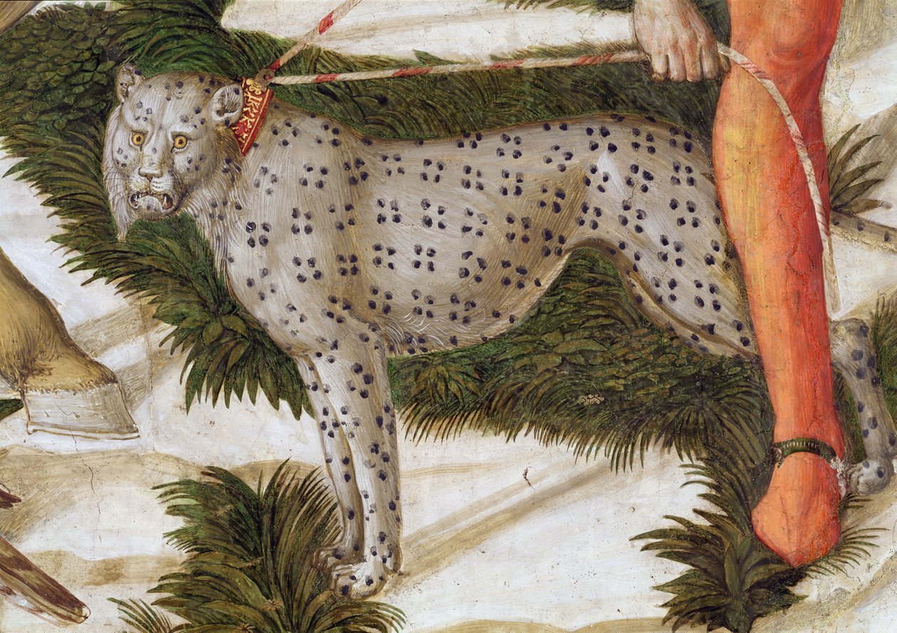 Leopard napínaný na vodítku, detail z cyklu Cesta tří králů v kapli, detail fresky cca 1460 z 70601 od Benozzo di Lese di Sandro Gozzoli
