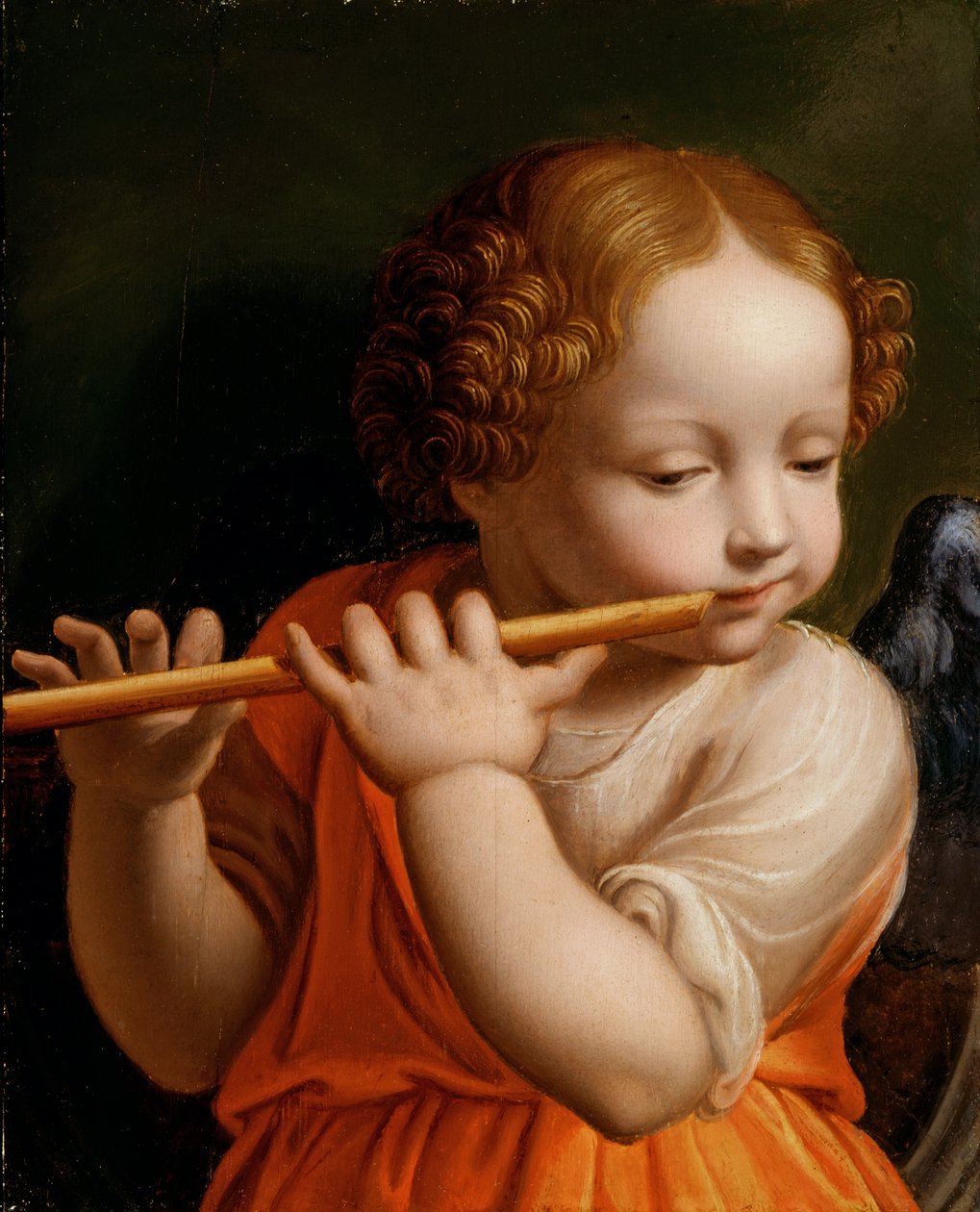 Dítě Anděl hrající na flétnu, cca 1500 od Bernardino Luini