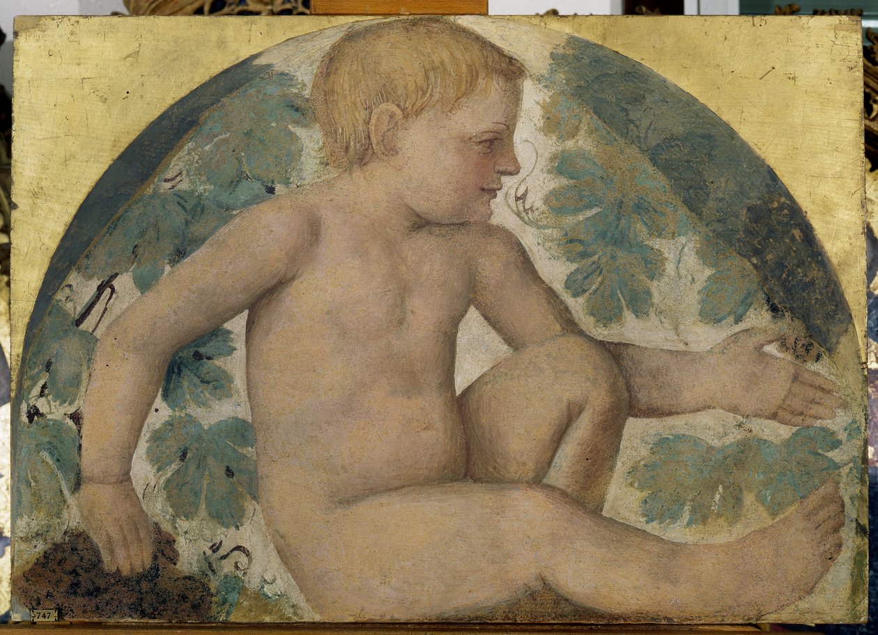 Sklizeň putti - Putto pod pergolou, cca 1514 (samostatná freska nesená na palubě) od Bernardino Luini
