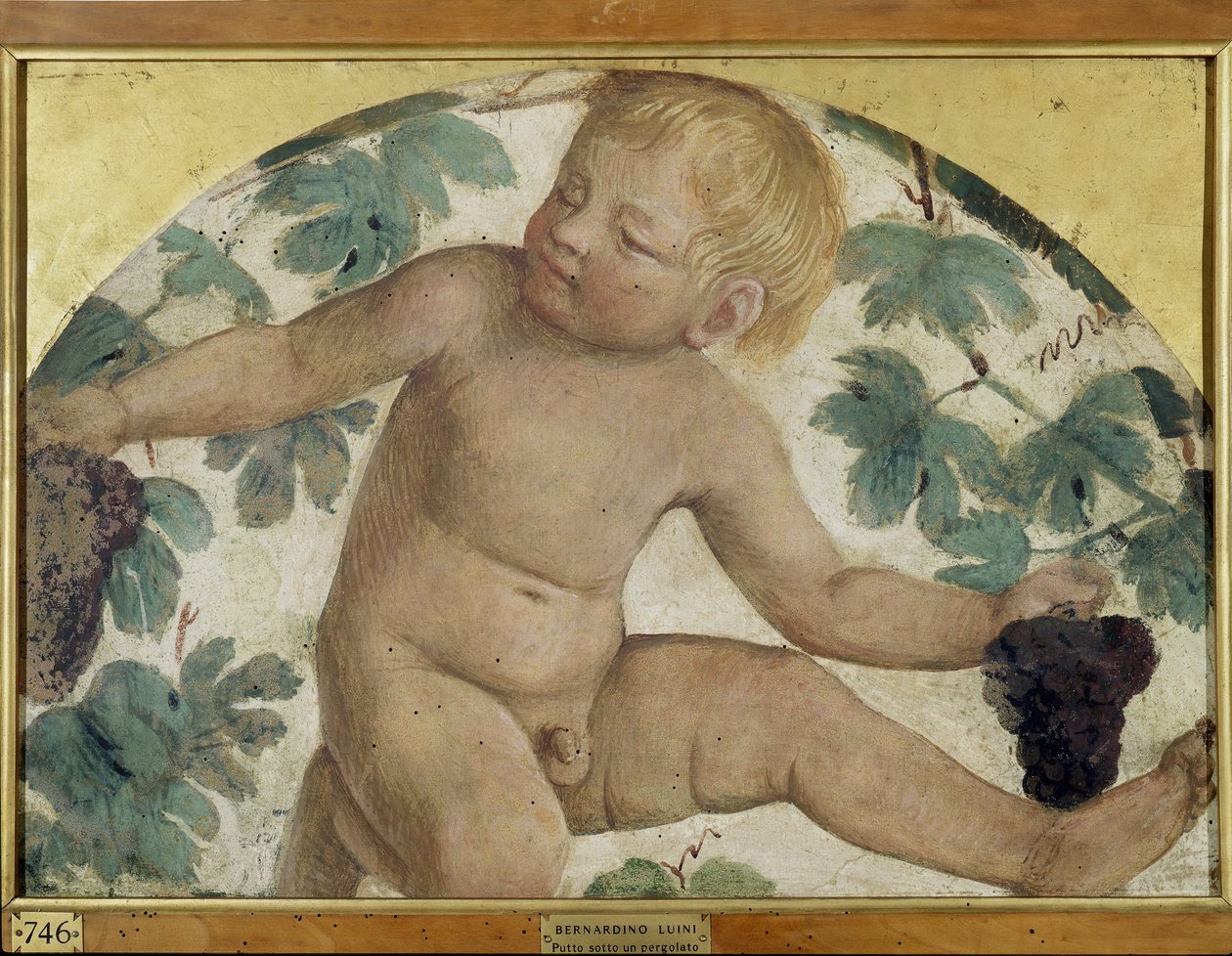 Sklizeň putti - Putto pod pergolou, cca 1514 (samostatná freska nesená na palubě) od Bernardino Luini