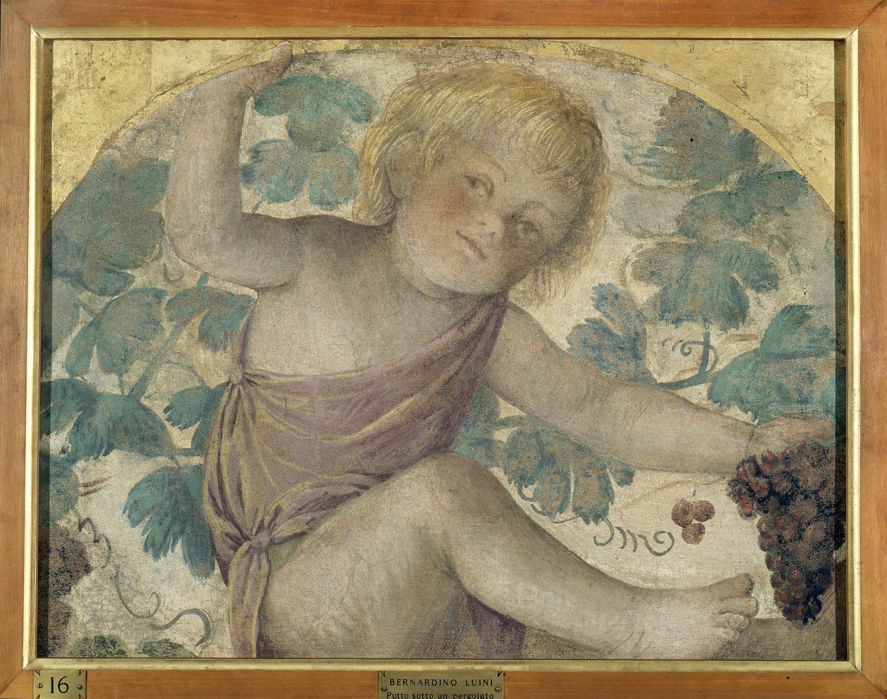 Sklizeň putti - Putto pod pergolou, cca 1514 (samostatná freska nesená na palubě) od Bernardino Luini