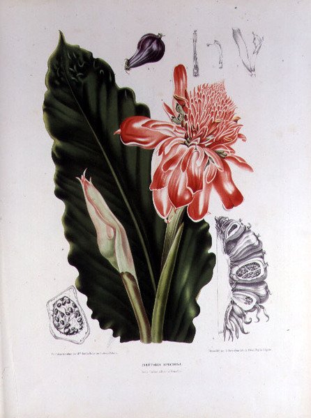 Elettaria Speciosa, ilustrace z „Vybrané květiny, plody a listy flóry a Pomony ostrova Jáva“, vyryté G. Severeynsem od Berthe (after) Hoola van Nooten