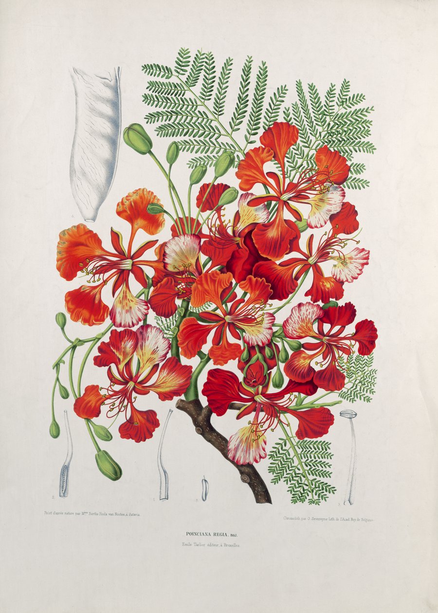 Poinciana Regia, ilustrace z Vybraných květin, plodů a listů flóry a Pomony ostrova Jáva, ryl G. Severeyns, 1885 (barevný chromolitograf) od Berthe Hoola van Nooten