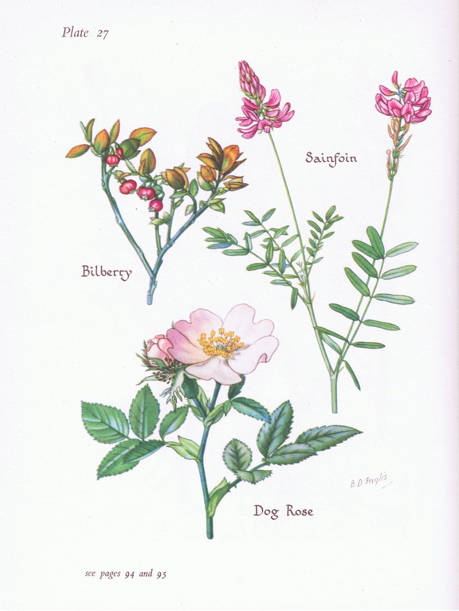 Borůvka nebo Blaeberry, Dog Rose, Sainfoin, 1951 od Bessie D. Inglis