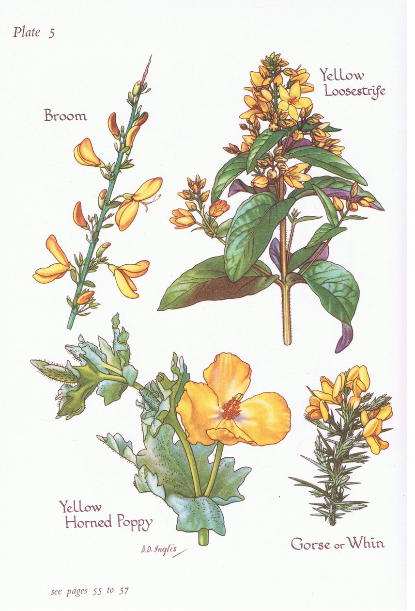 Koště, Gorse, Whin or Furze, Yellow Loosestrife, Yellow Horned Poppy, 1951 od Bessie D. Inglis