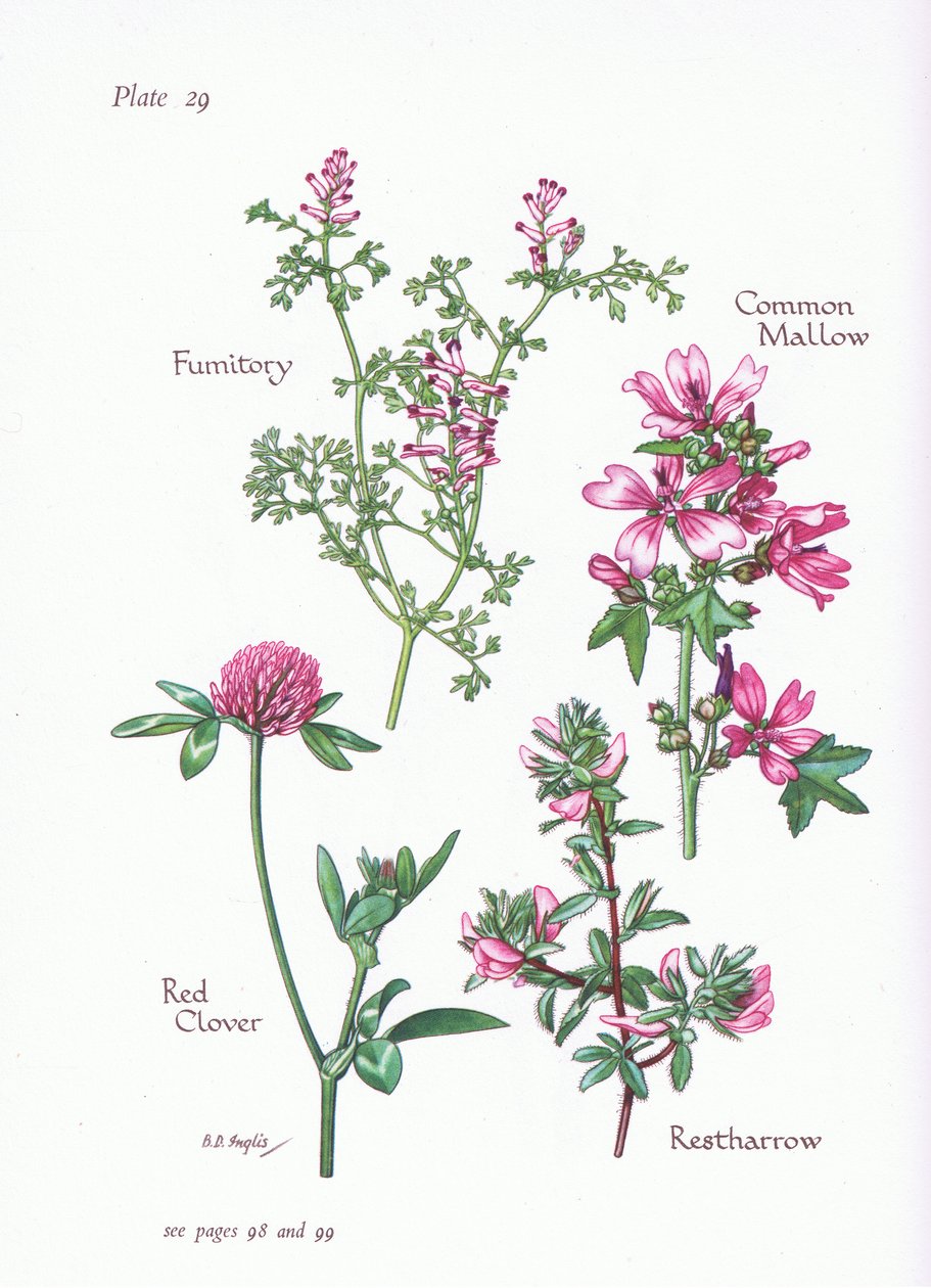 Sléz obecný, vstavač obecný, fumitory, jetel červený, 1951 od Bessie D. Inglis