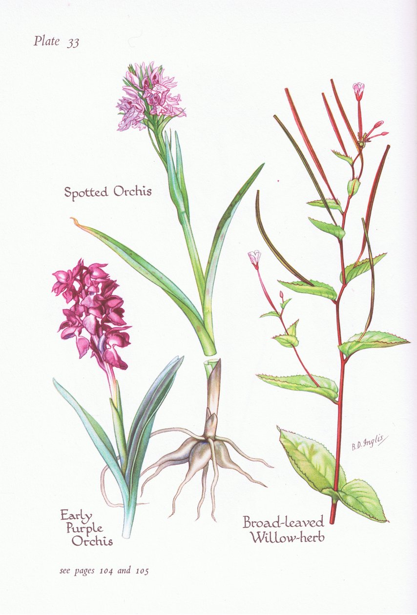 Orchideje raná, vstavač skvrnitý, bylina vrby širokolisté, 1951 od Bessie D. Inglis