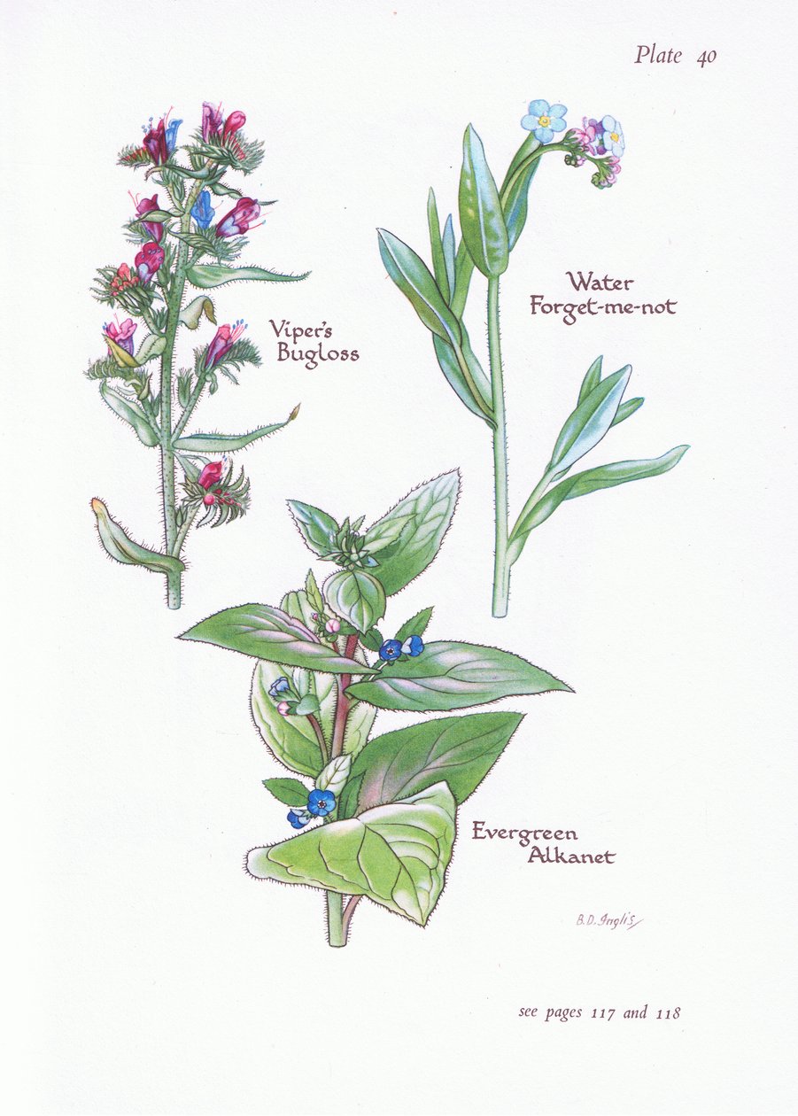 Evergreen Alkanet, Vipers Bugloss, Water Forget-Me-Not, 1951 od Bessie D. Inglis