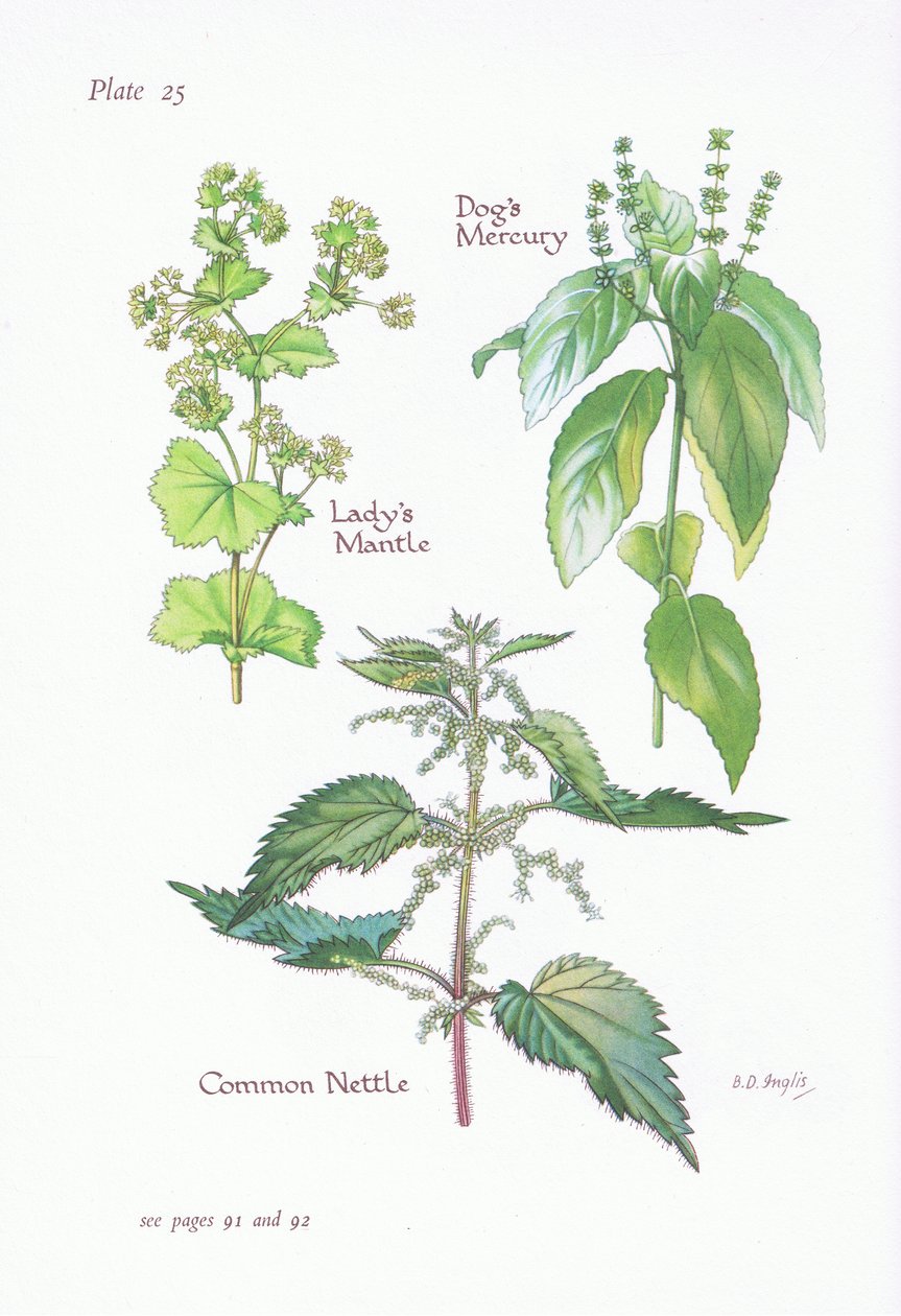 Ladys Mantle, Psi Merkur, Nettle, 1951 od Bessie D. Inglis
