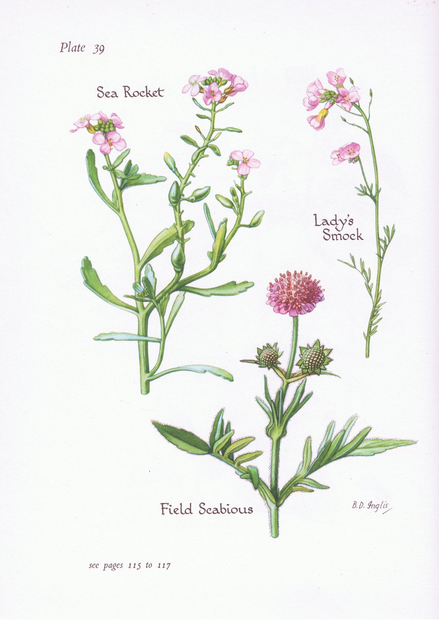 Ladys Smock nebo kukaččí květ, Field Scabious, Sea Rocket, 1951 od Bessie D. Inglis