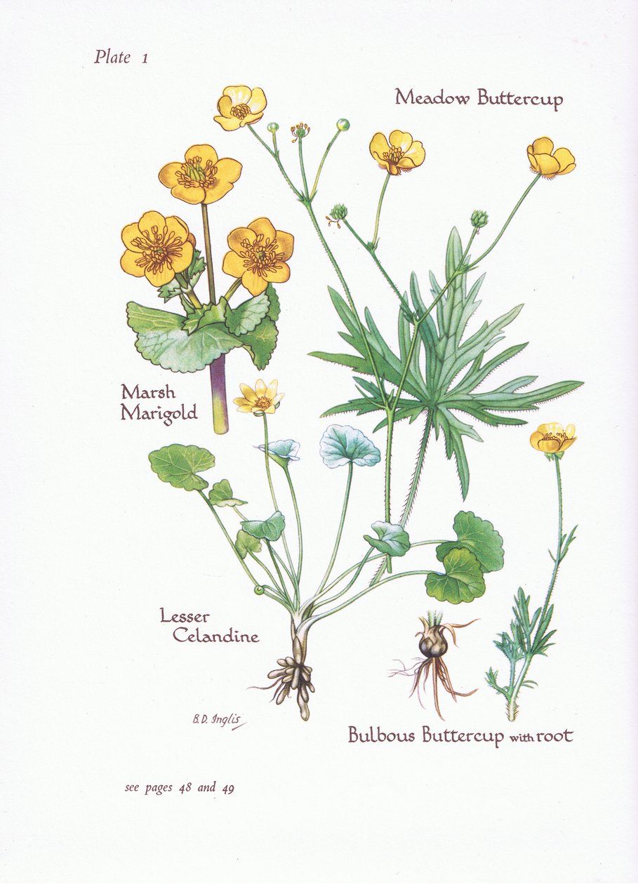 Marsh Marigold, vlaštovičník menší, pryskyřník luční, pryskyřník baňatý, 1951 od Bessie D. Inglis