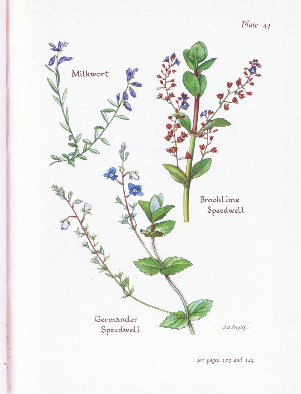 Milkwort, Brooklime, Speedwell, Germander Speedwell od Bessie D. Inglis