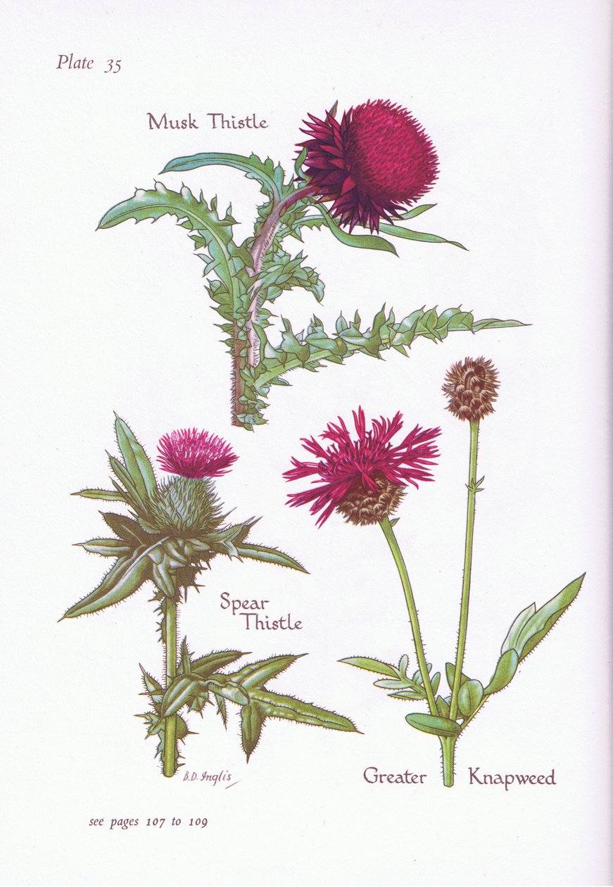 Pižmový bodlák, bodlák kopinatý, křídlatka větší, 1951 od Bessie D. Inglis