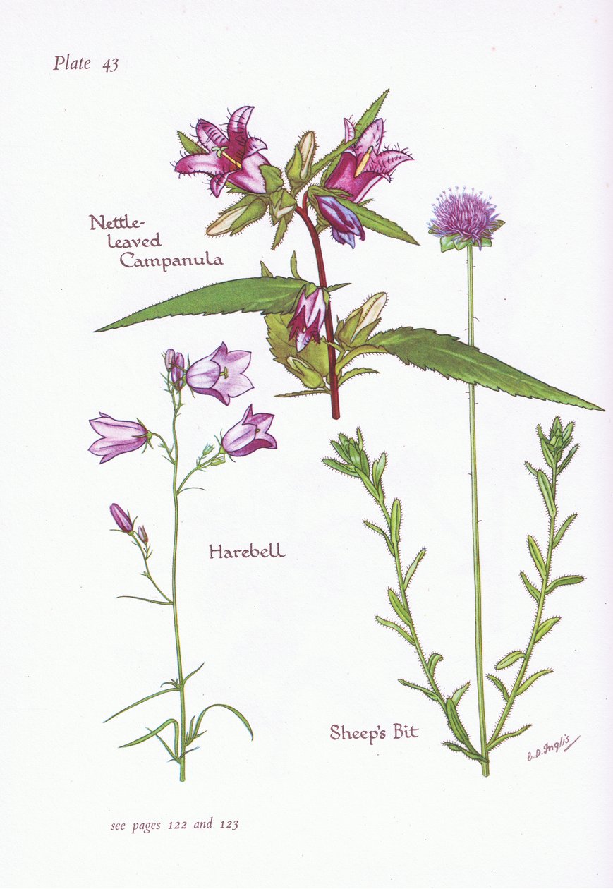 Campanula kopřivová, Harebell, Sheeps Bit, 1951 od Bessie D. Inglis