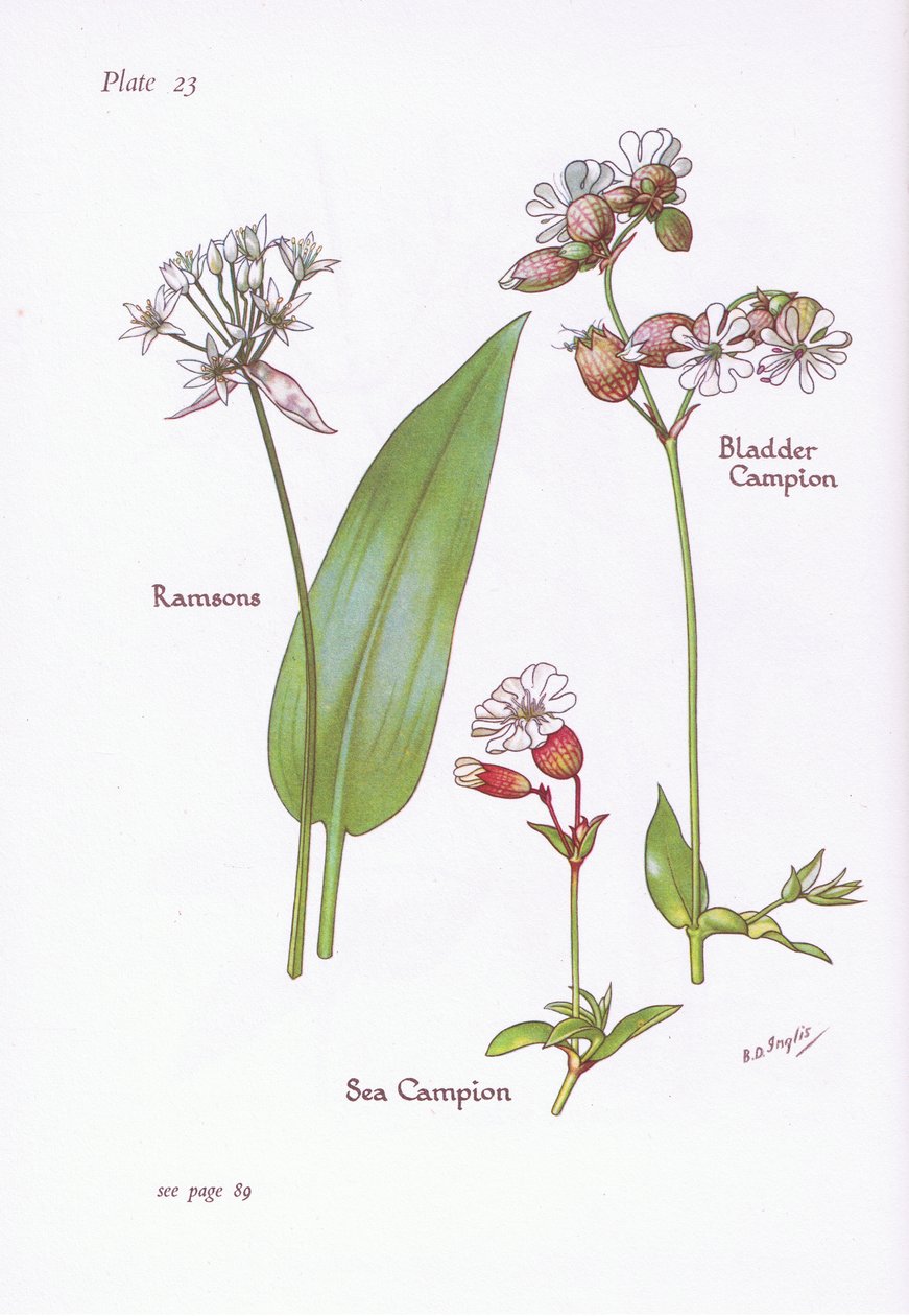 Ramsons, Bladder Campion, Sea Campion, 1951 od Bessie D. Inglis