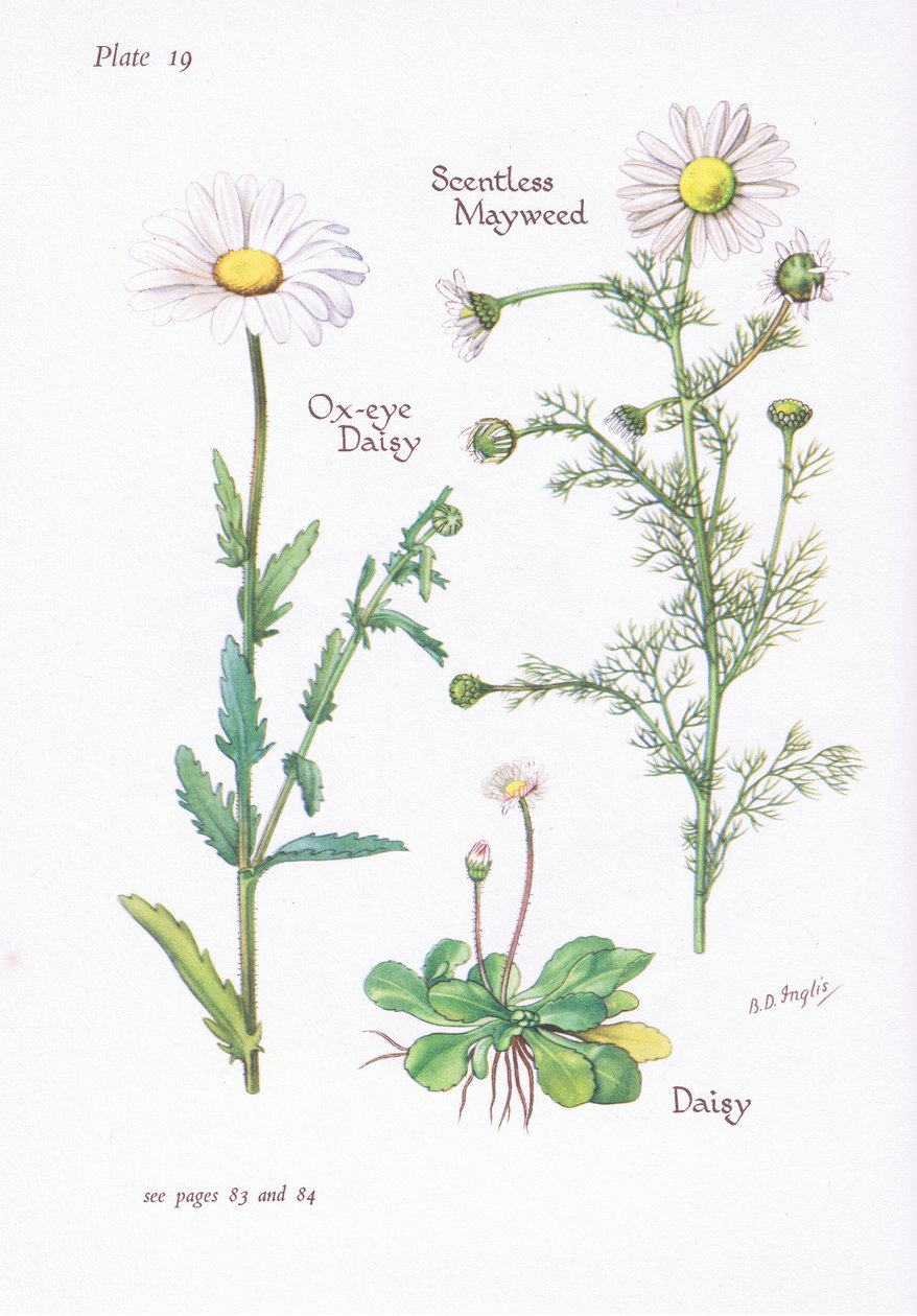 Mayweed bez vůně, Daisy, Ox-Eye Daisy, 1951 od Bessie D. Inglis