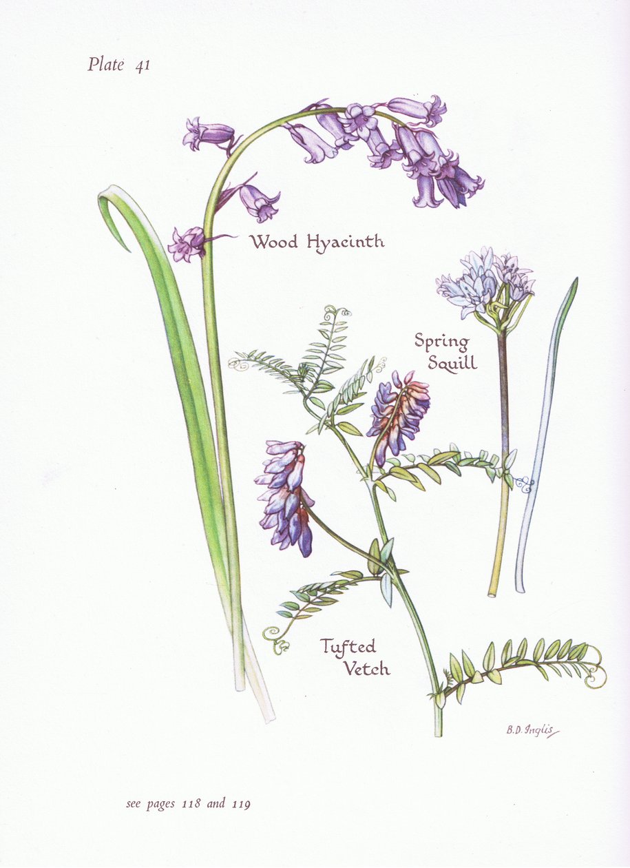 Squill jarní, hyacint lesní, vikve vroubkovaná, 1951 od Bessie D. Inglis