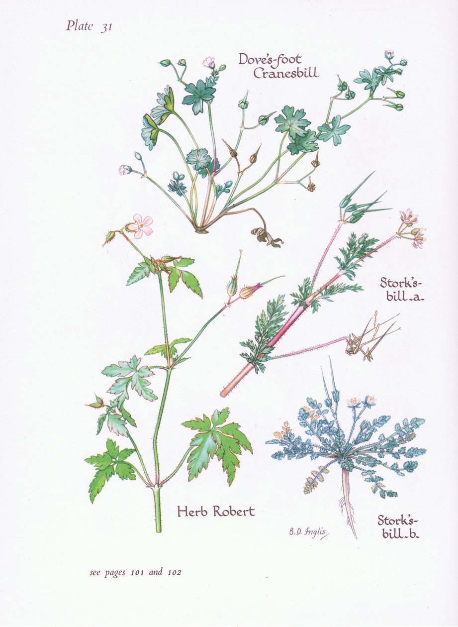 Storks Bill, Doves Foot, Cranesbill, Herb Robert, 1951 od Bessie D. Inglis