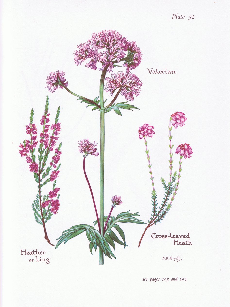 Valerian, Heather or Ling, Cross Leaved Heath, 1951 od Bessie D. Inglis