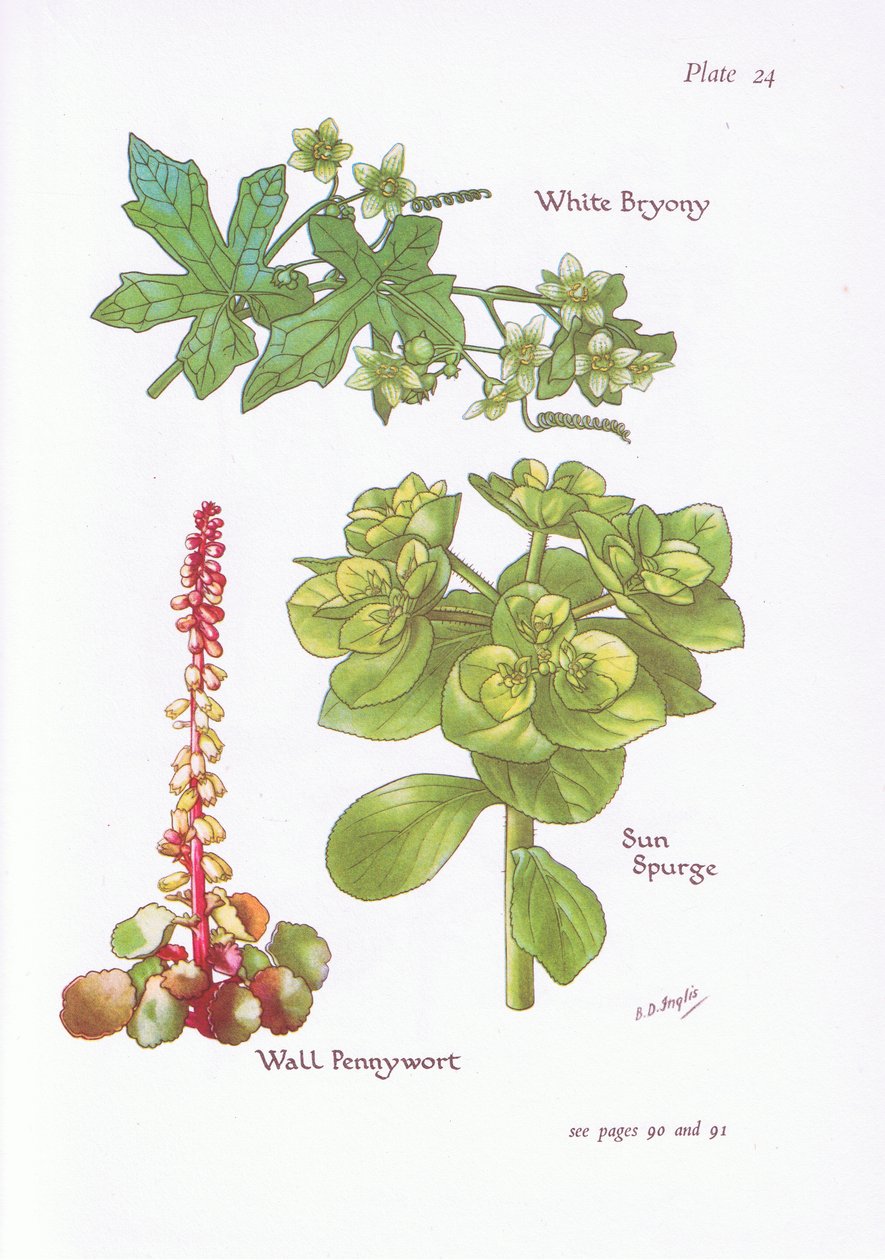 White Bryony, Sun Spurge, Wall Pennywort, 1951 od Bessie D. Inglis