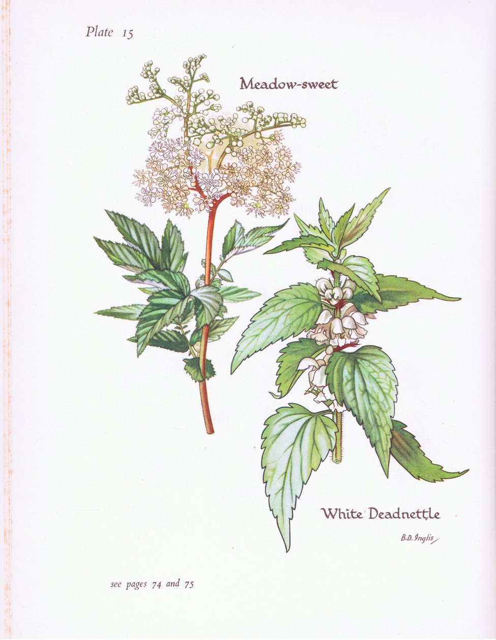 White Deadnettle, Meadow Sweet, 1951 od Bessie D. Inglis