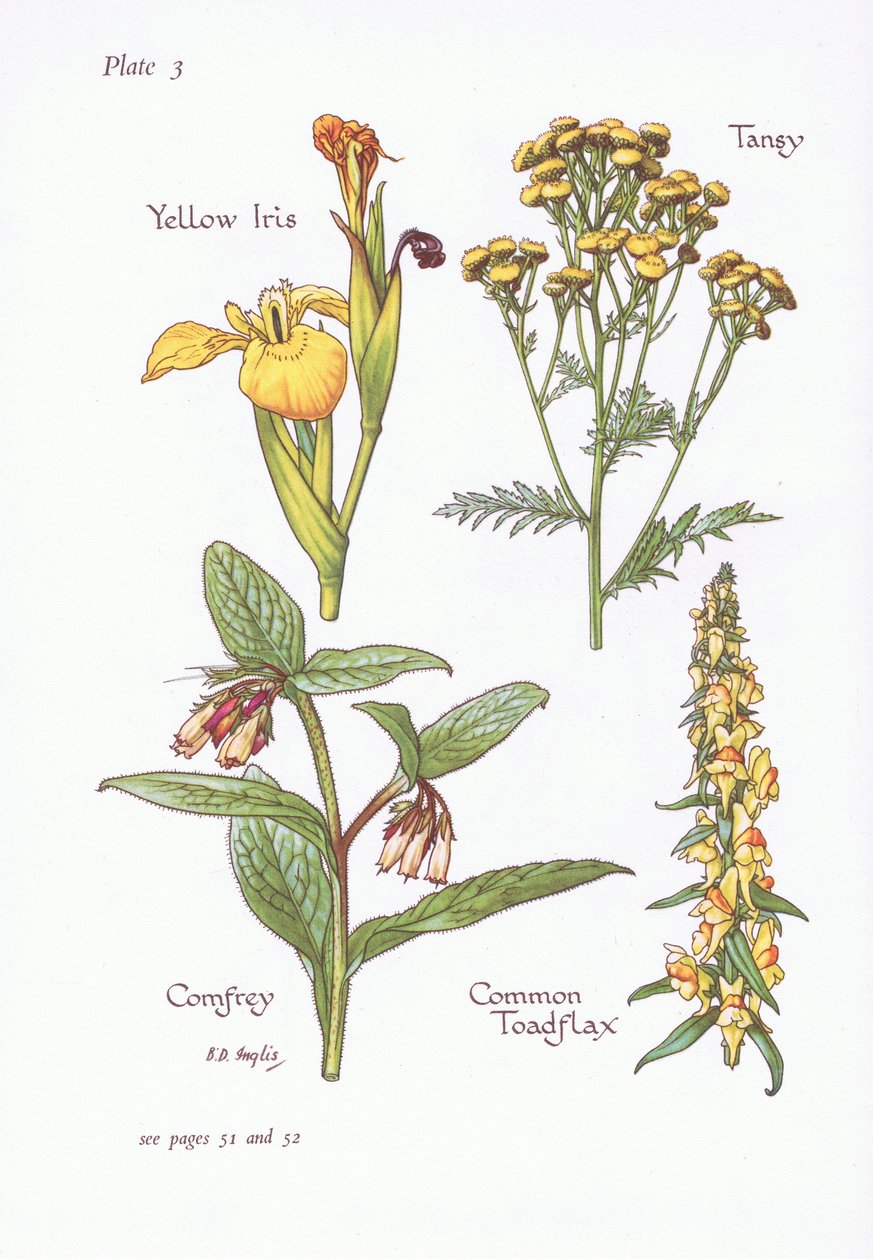 Kosatec žlutý, Tansy, kostival, ropucha obecná, 1951 od Bessie D. Inglis