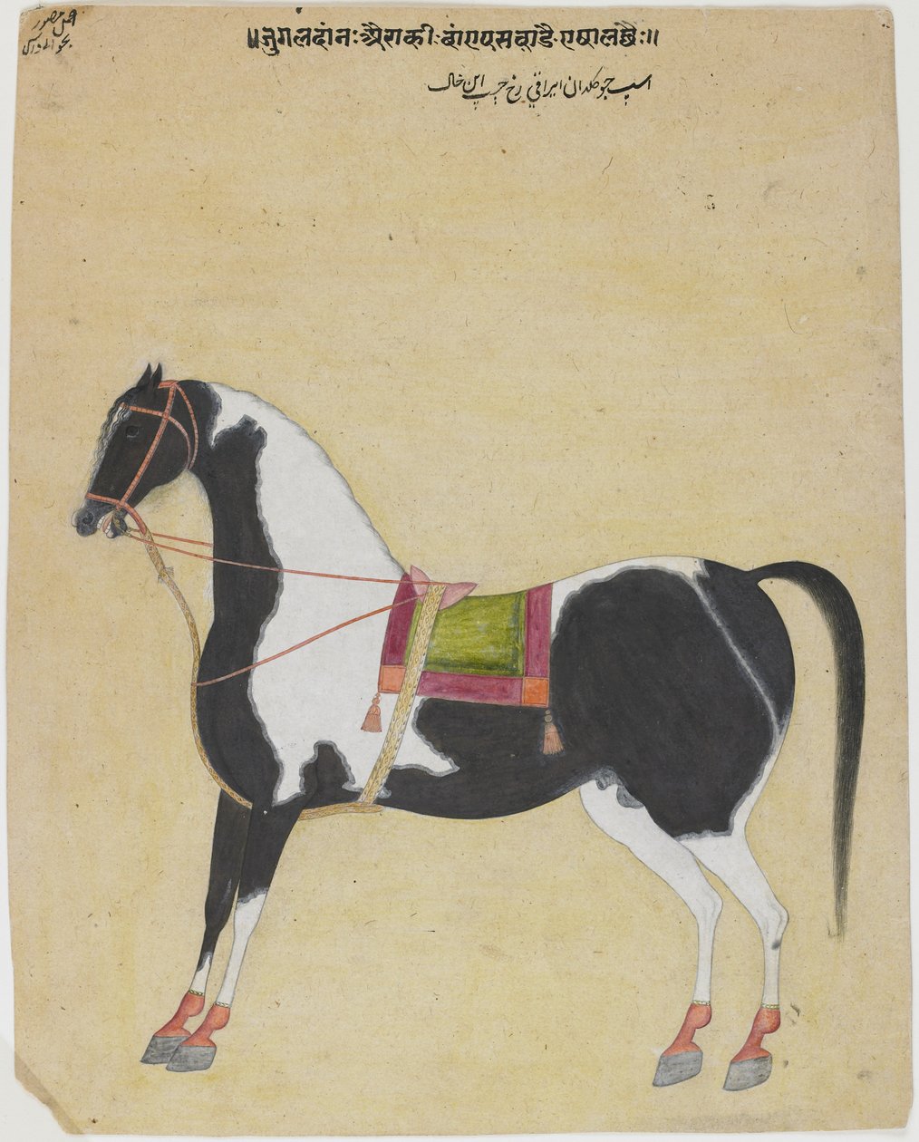 Hřebec Jukaldan Ayragi, kolem 1730 (neprůhledné wc na papíře) od Bhavani Das