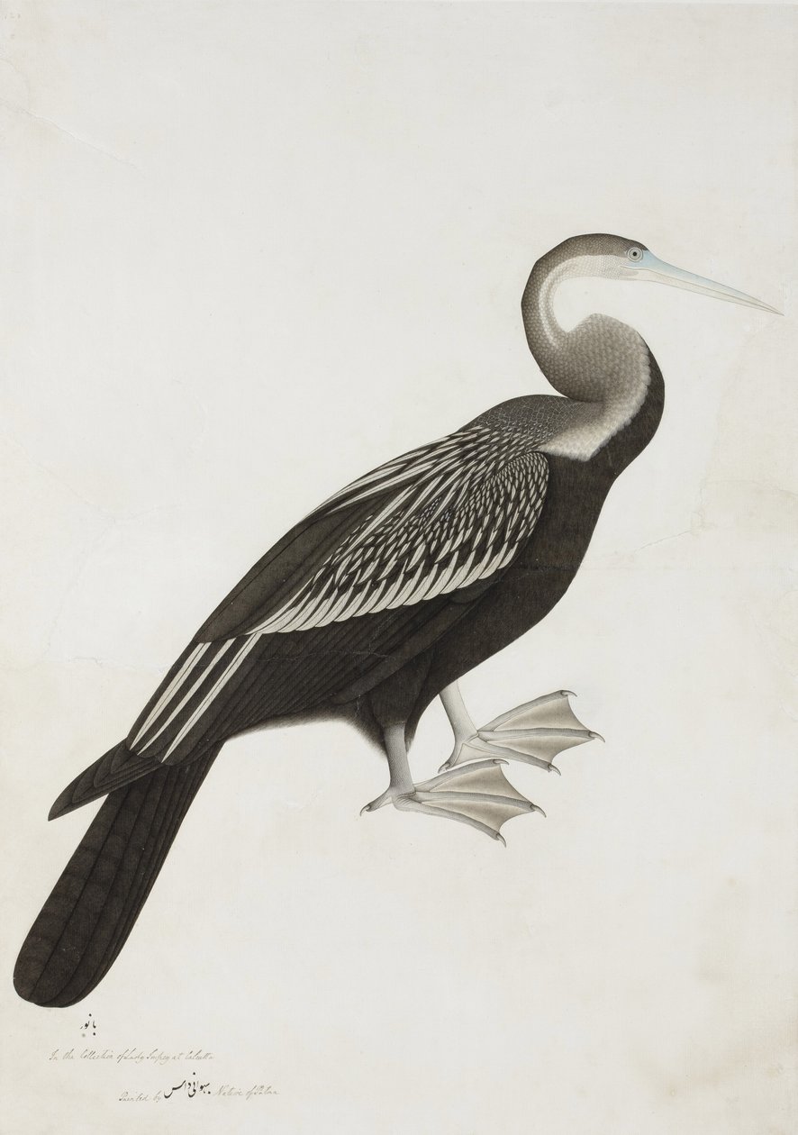 The Indian Darter nebo Snake-bird (Anhinga melanogaster), c.1780 (neprůhledné wc na papíře) od Bhawani Das