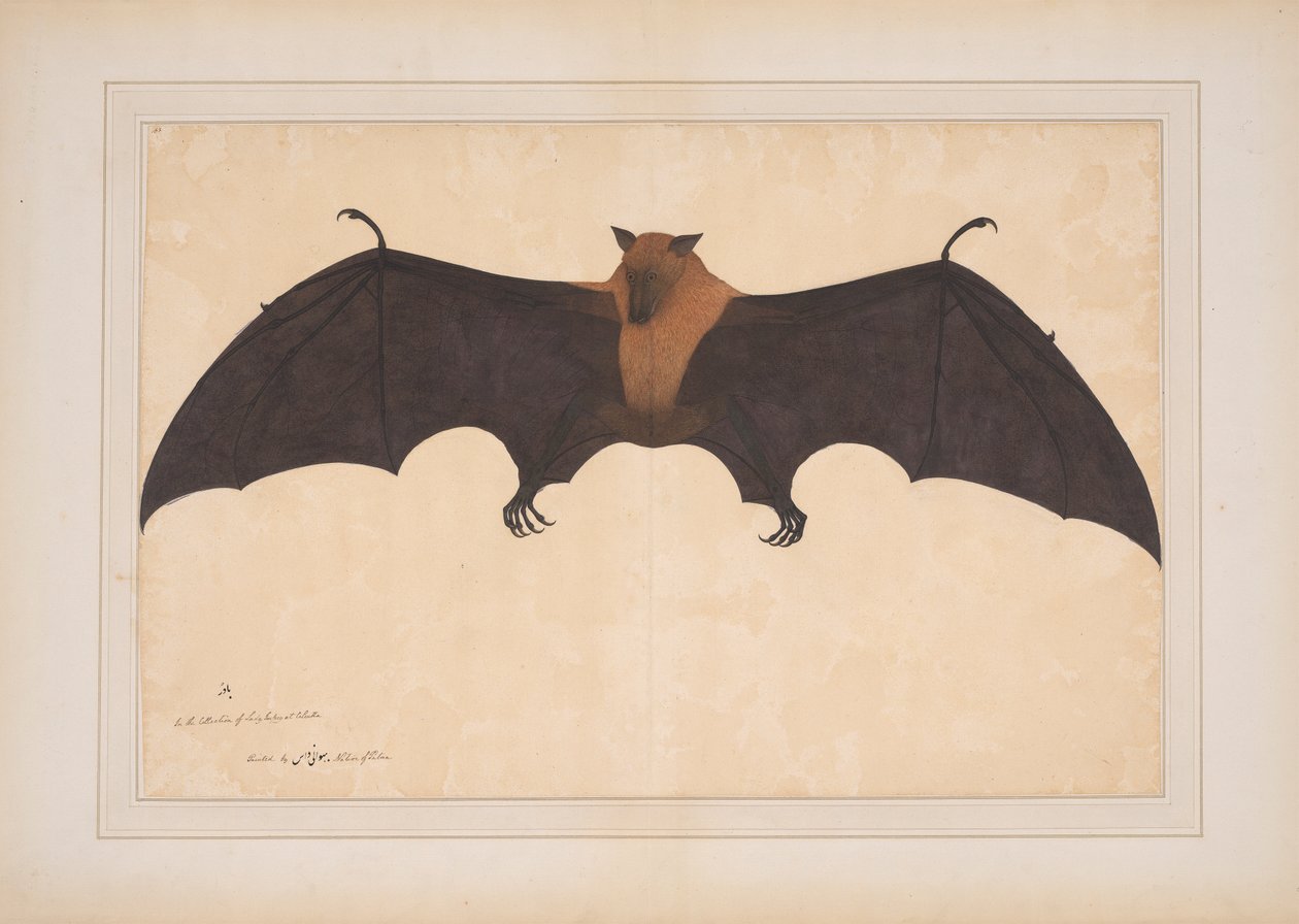 Velký indický kaloň nebo létající liška (Pteropus Giganteus) od Bhawani Das