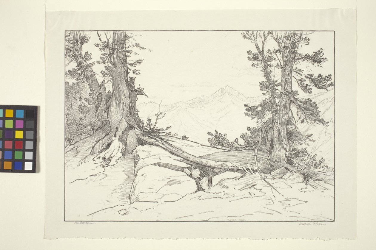 Sierra Pines (inkoust na papíře) od Bolton Coit Brown