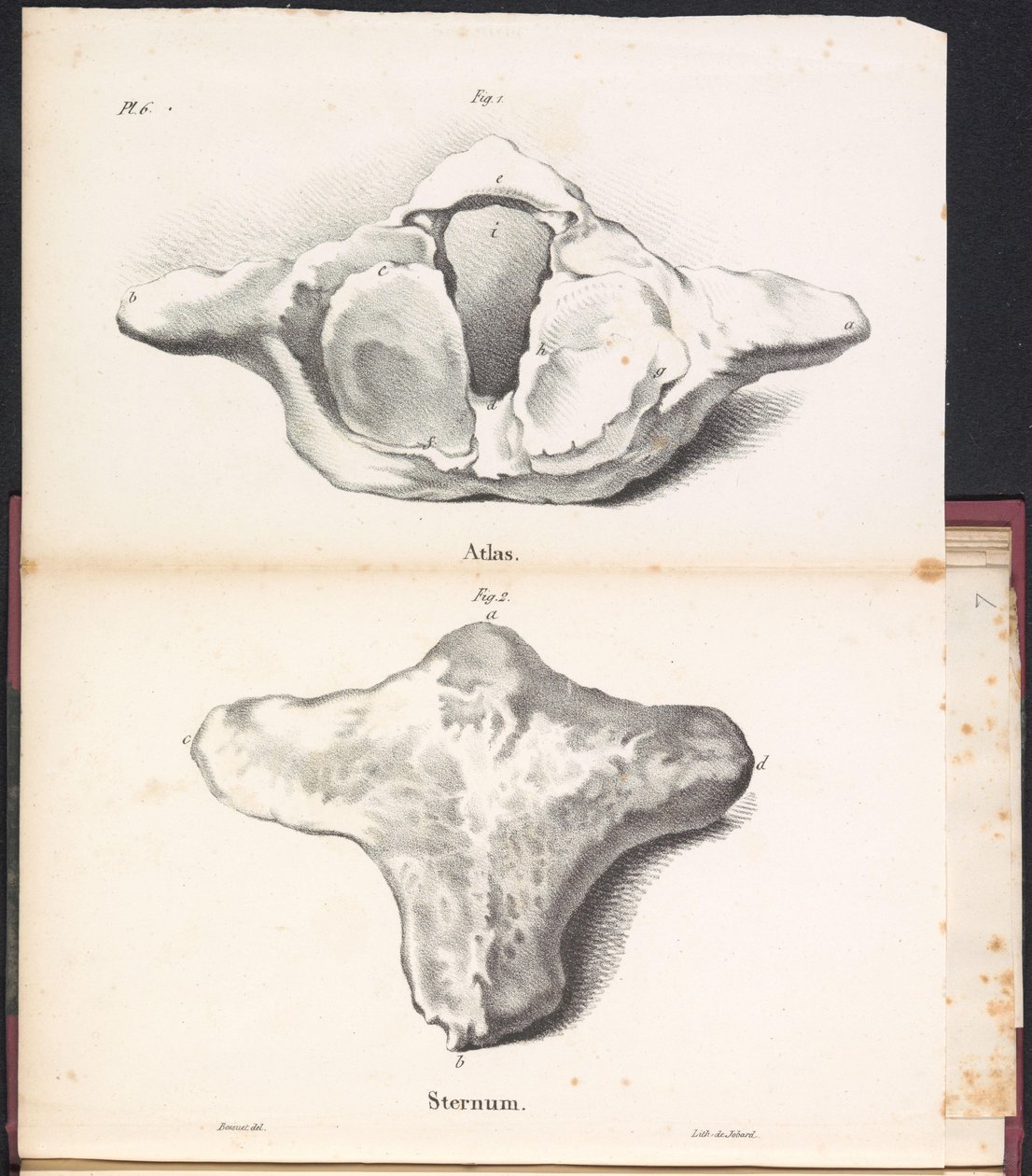 Atlas a hrudní kost velryby, 1827 Atlas / Sternum (název na objektu) od Bossuet