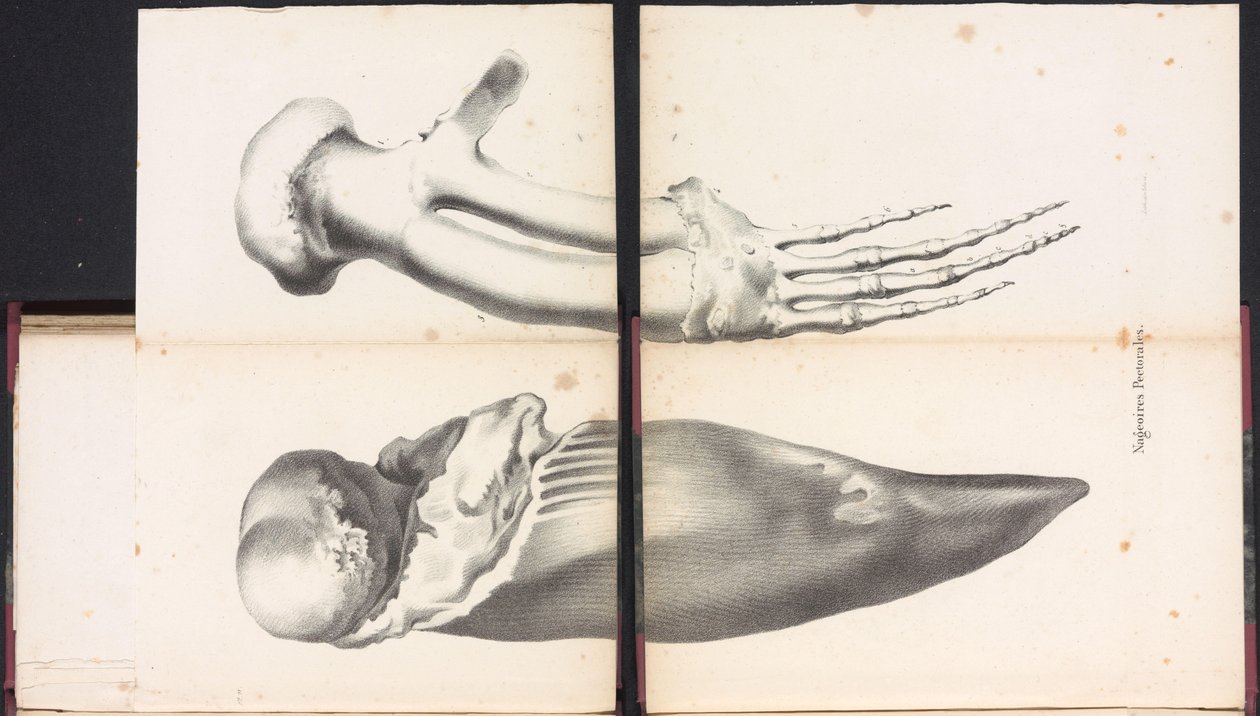 Prsní ploutve velryby, 1827 Nageoires Pectorales (název na objektu) od Bossuet