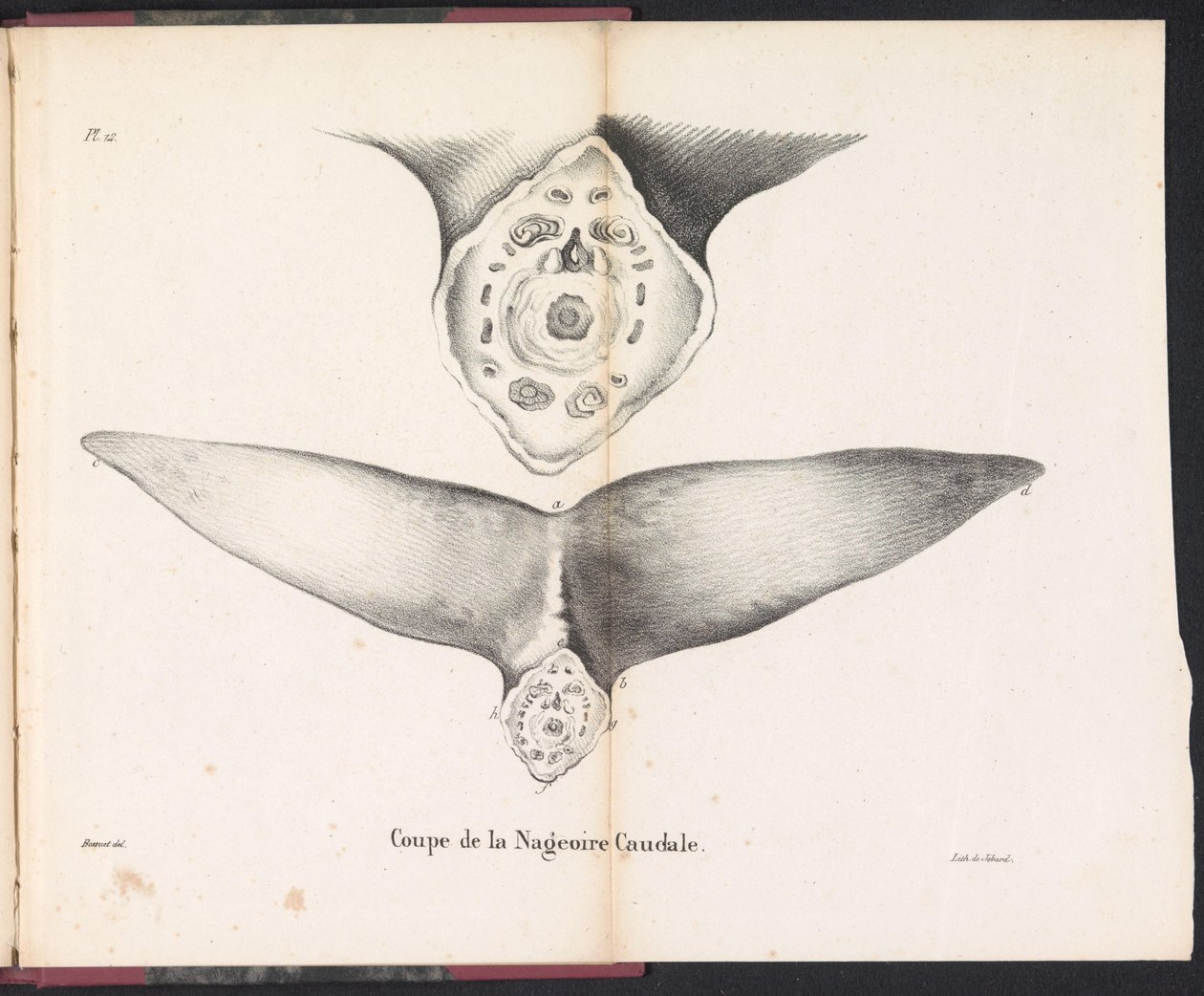 Část ocasní ploutve velryby, 1827 Coupe de la Nageoire Caudale (název na objektu) od Bossuet