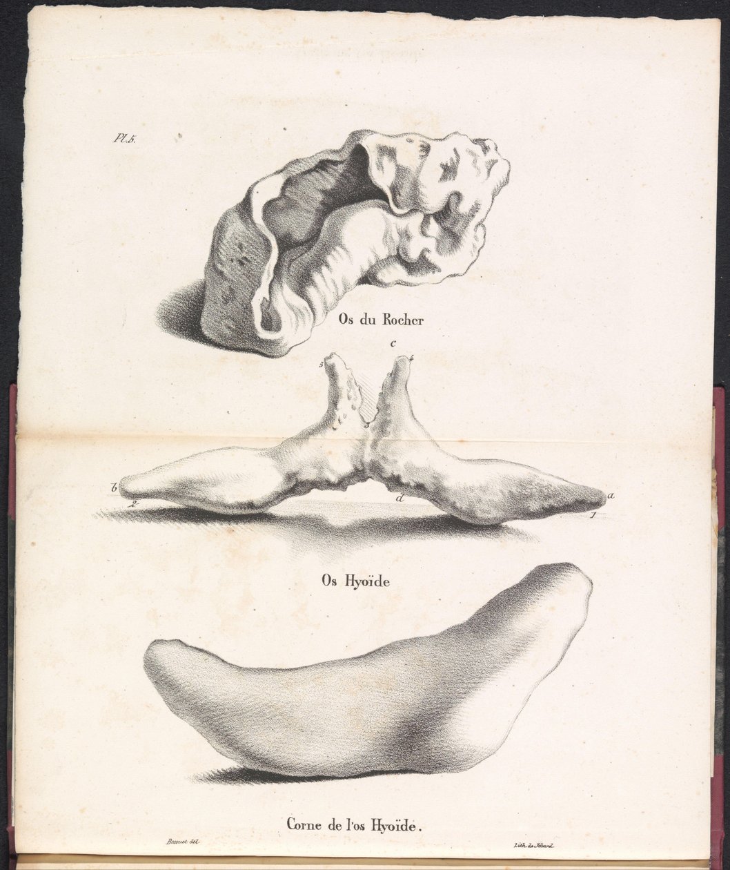 Tři části hyoidní kosti velryby, 1827 Os du Rocher / Os Hyoid / Corne de l