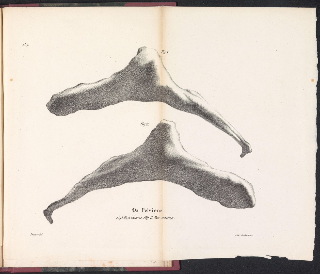 Hipbone of the Whale, 1827 Os Pelviens (název na objektu) od Bossuet