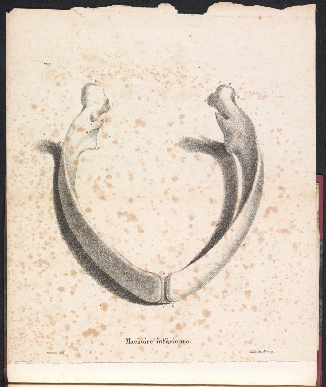 Spodní čelist velryby, 1827 Machoire inferior (název na objektu) od Bossuet
