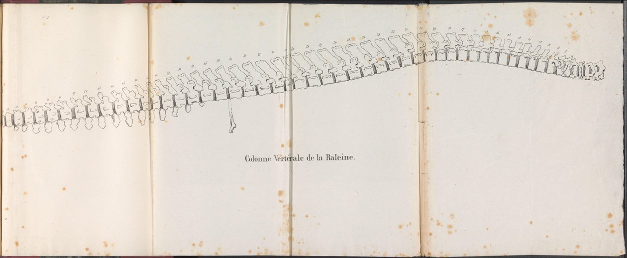 Páteř velryby, 1827 Colonne Vertébrale de la Baleine (název na objektu) od Bossuet