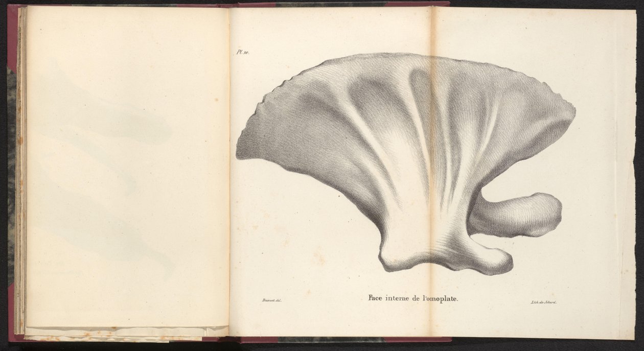 Lopatka velryby, 1827 Face interne de l