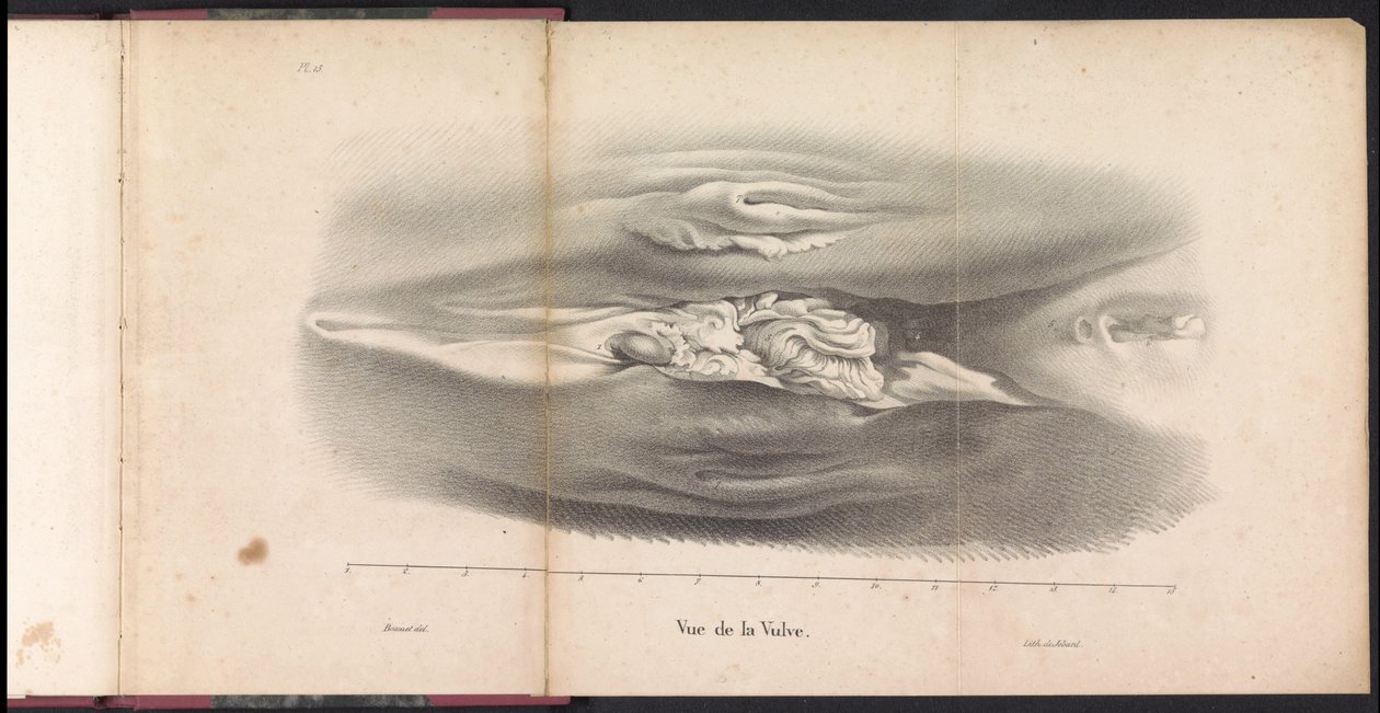 Vrouwelijke geslachtsorganen van de walvis, 1827 Vue de la Vulve (title on object)   1328154   cs       czech Successfully Translated  Original: Paar onder een baldakijn voor een paleis Translat: Paar onder een baldakijn voor een paleis 1391062 cs czech Su od Bossuet