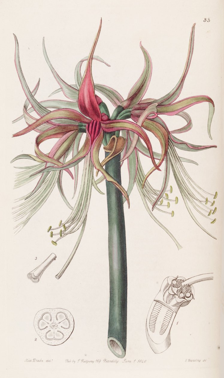 Hippeastrum cybister od Botanical Register