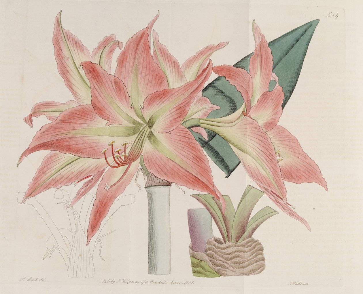 Hippeastrum striatum od Botanical Register