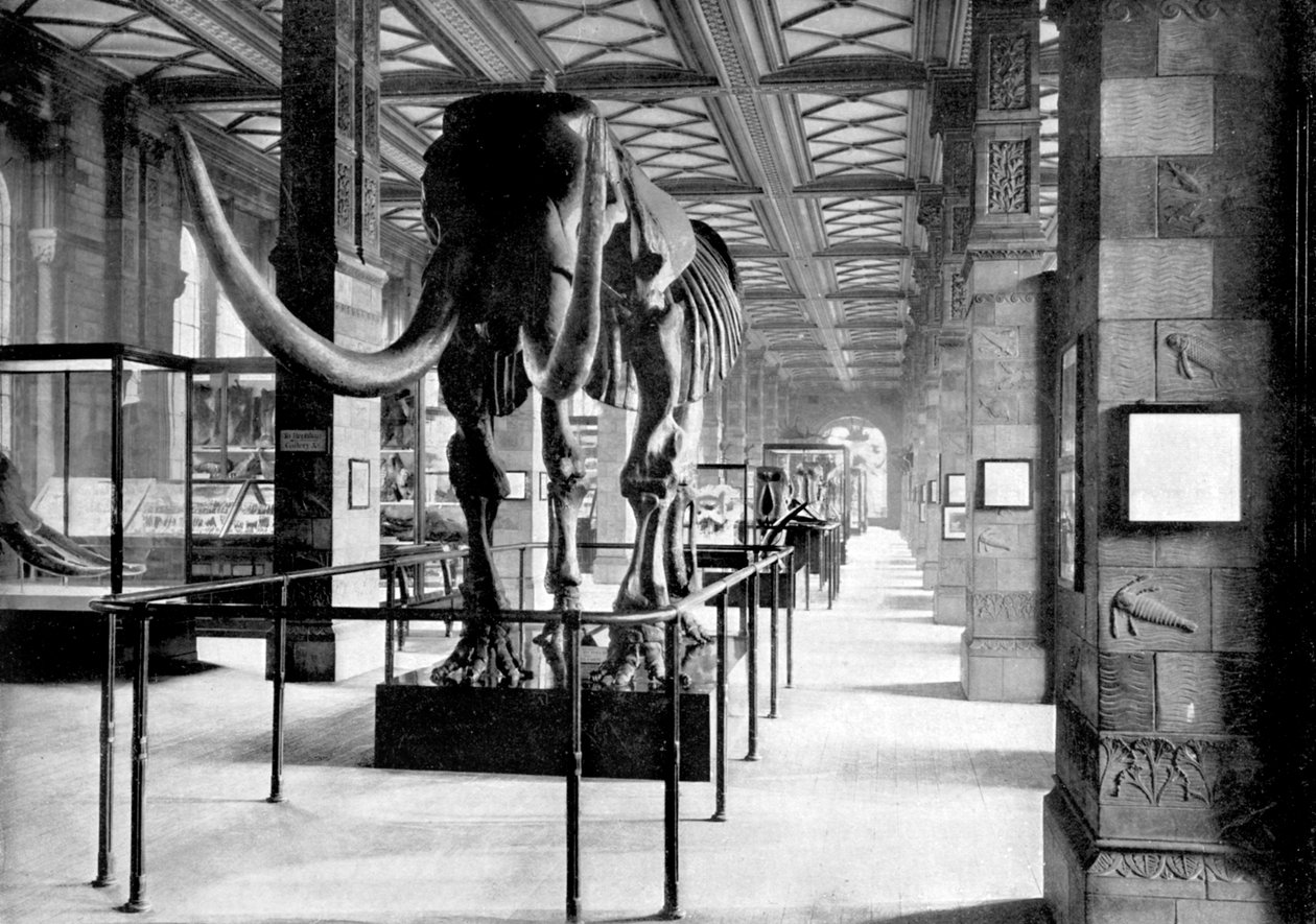 Velký mastodont v jihovýchodní galerii Přírodovědného muzea v South Kensingtonu, Londýn, 1890 od British Photographer