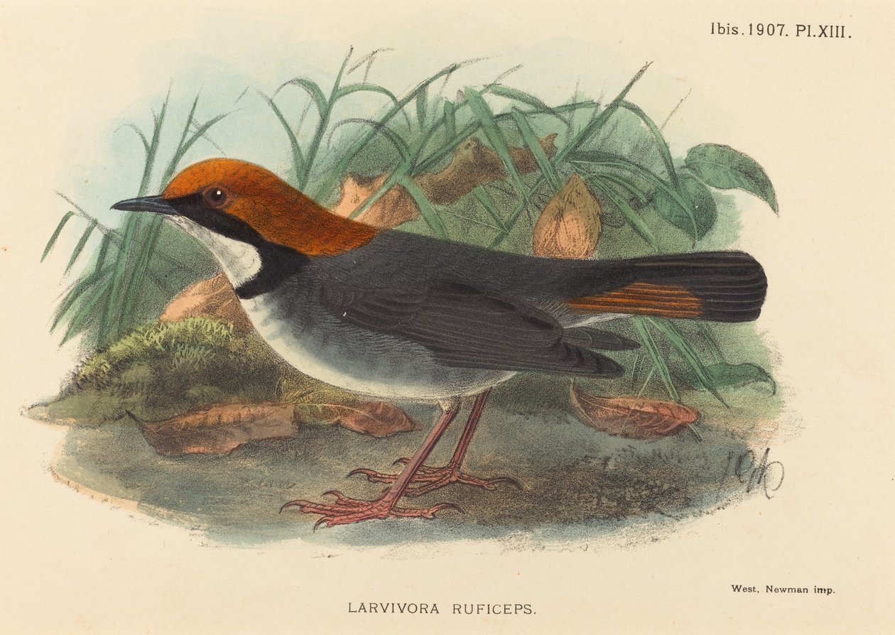 Pták (Larvivora Ruficeps) od British 19th Century
