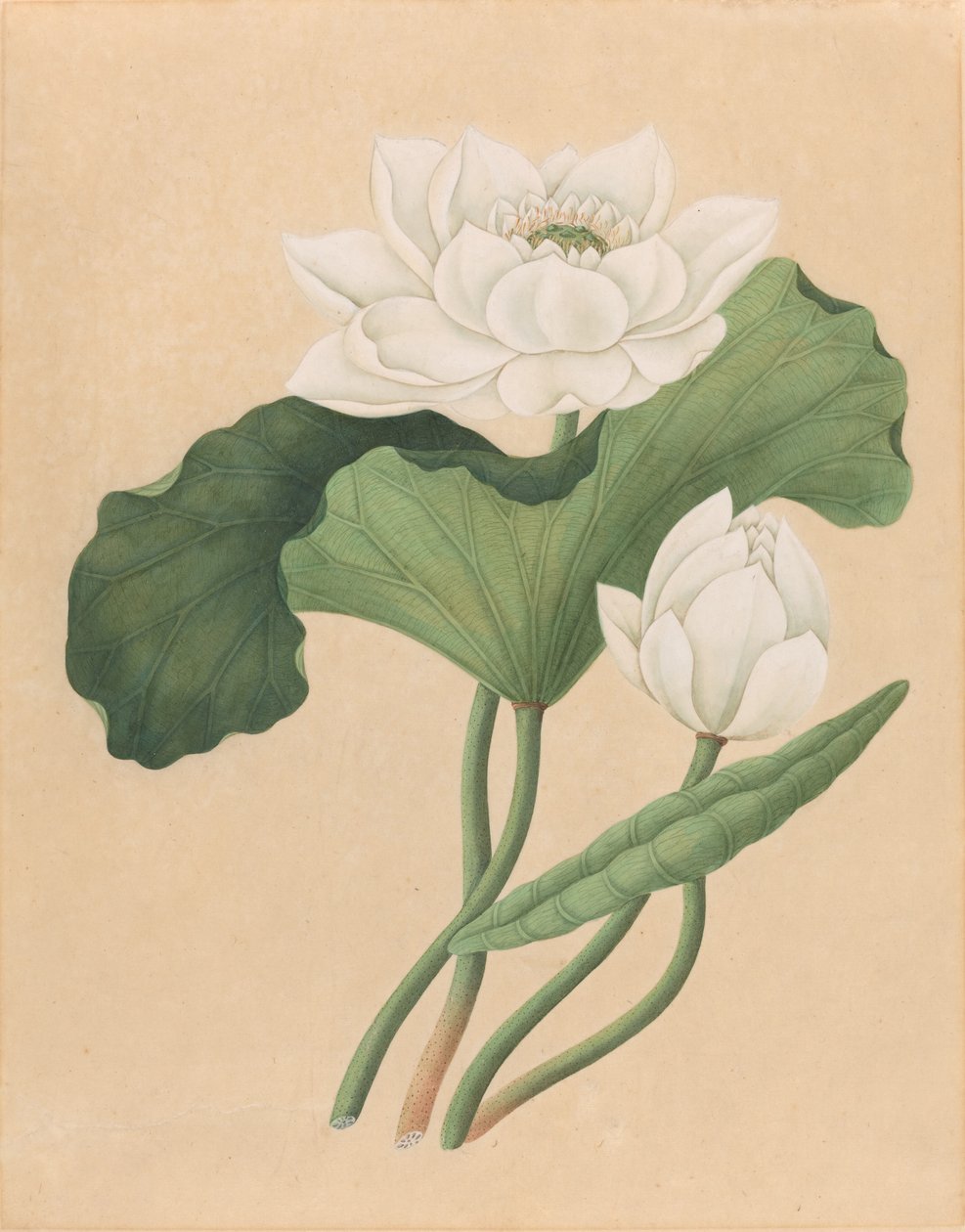 Východoindický lotos (Nelumbo nucifera) od British 19th Century