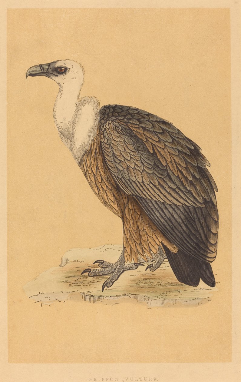 Sup bělohlavý od British 19th Century