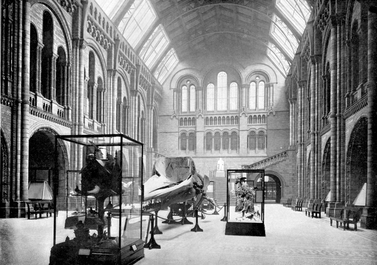 Vstupní hala Přírodovědného muzea, South Kensington, Londýn, 1890 od British Photographer