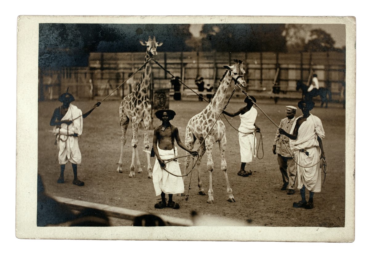 Žirafy a jejich somálští psovodi, kolem roku 1905 (želatinový stříbrný tisk) od British Photographer