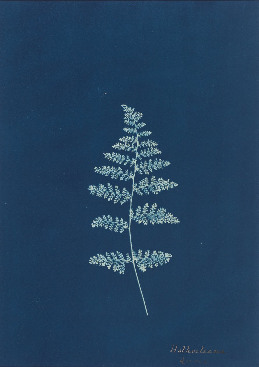 Hothocleana,c. 1850 (foto) od British Photographer