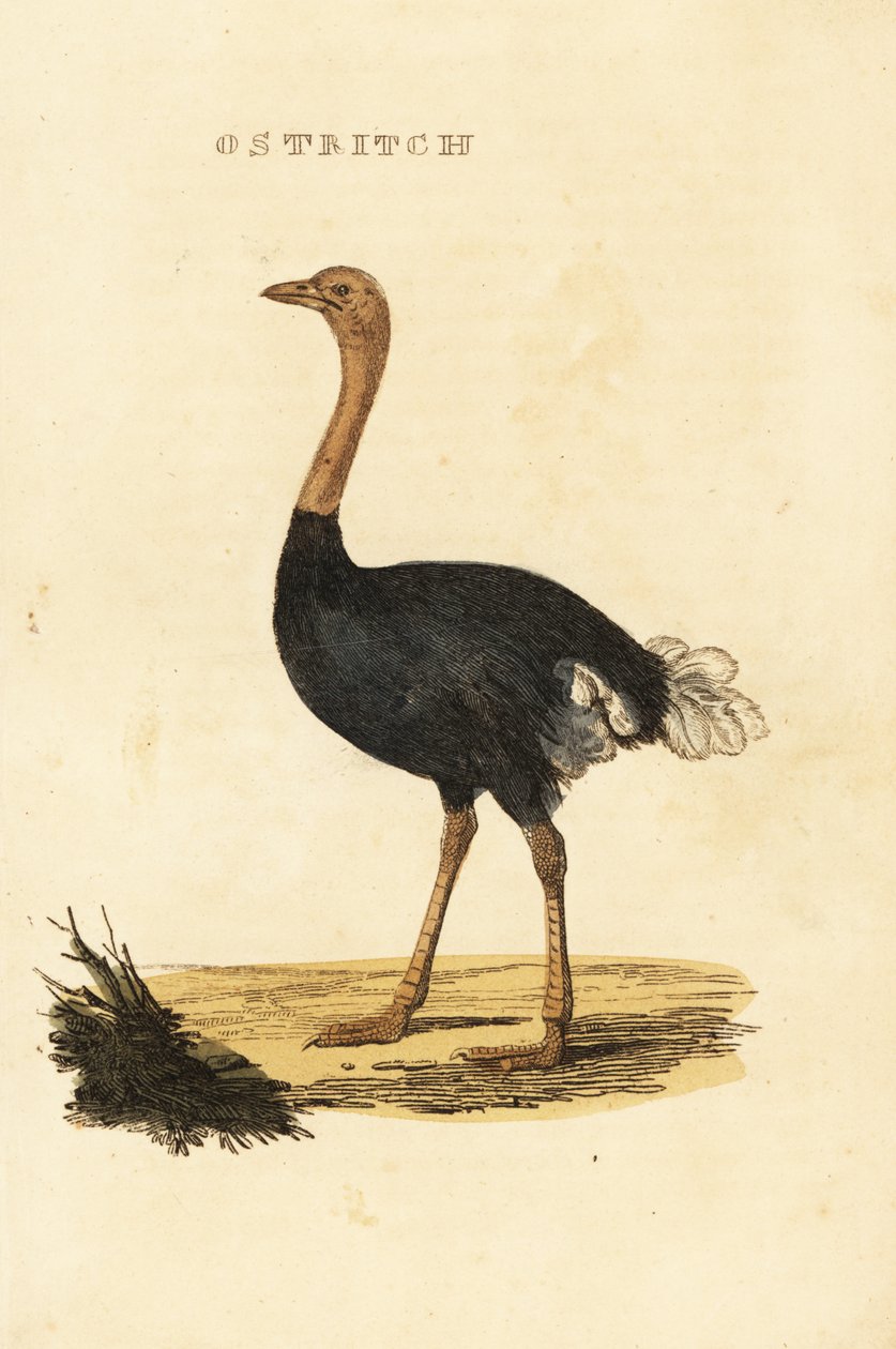 Pštros obecný, Struthio camelus od British School