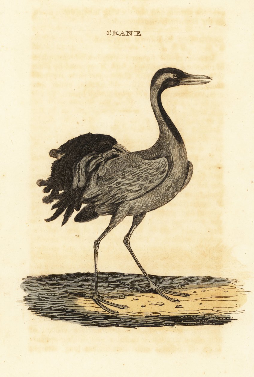 Demoiselle jeřáb, Grus virgo od British School